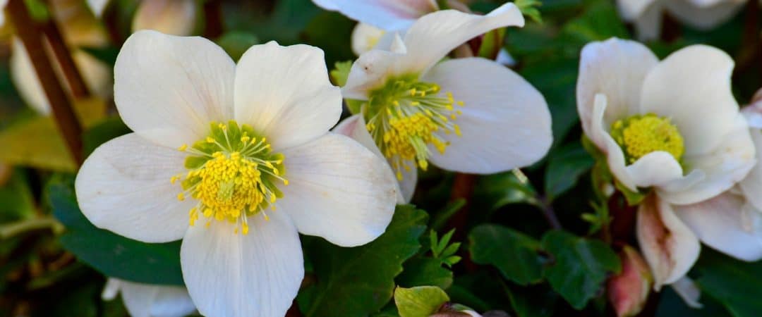 The 6 Best Winter Plants for Raleigh, NC