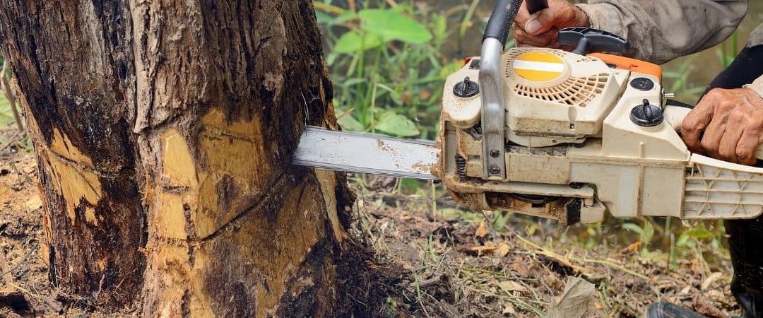 What to Know About Tree Removal Before You Start Chopping Away