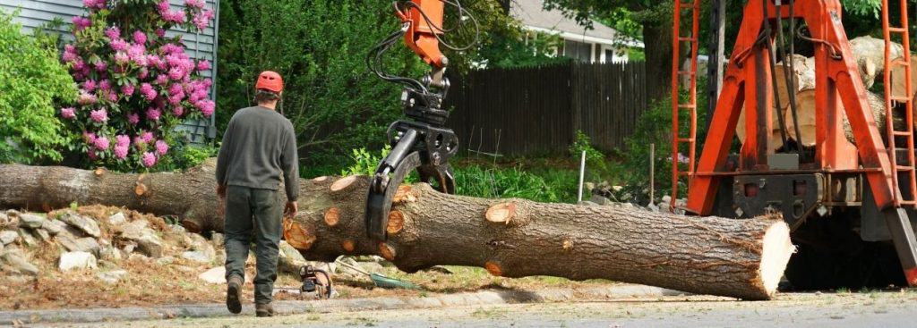 tree removal 27613