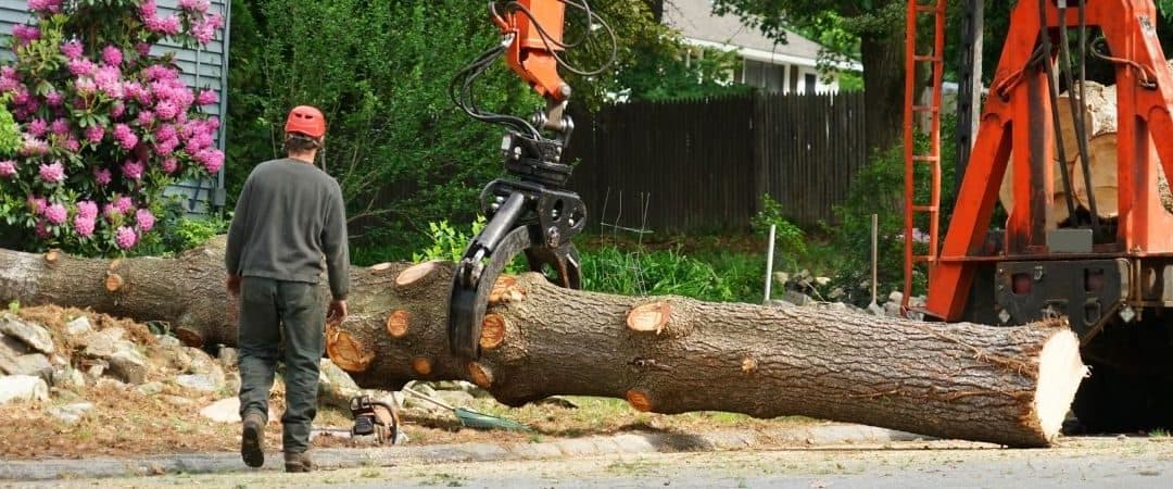 How to Know When It’s Time to Remove a Tree