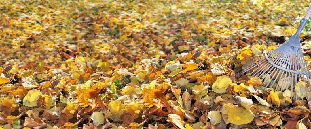 Fall Lawn Care Tips to Prep for the Cold Snap Ahead